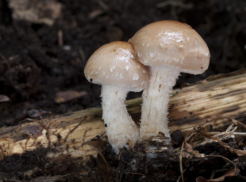 Pholiota lenta